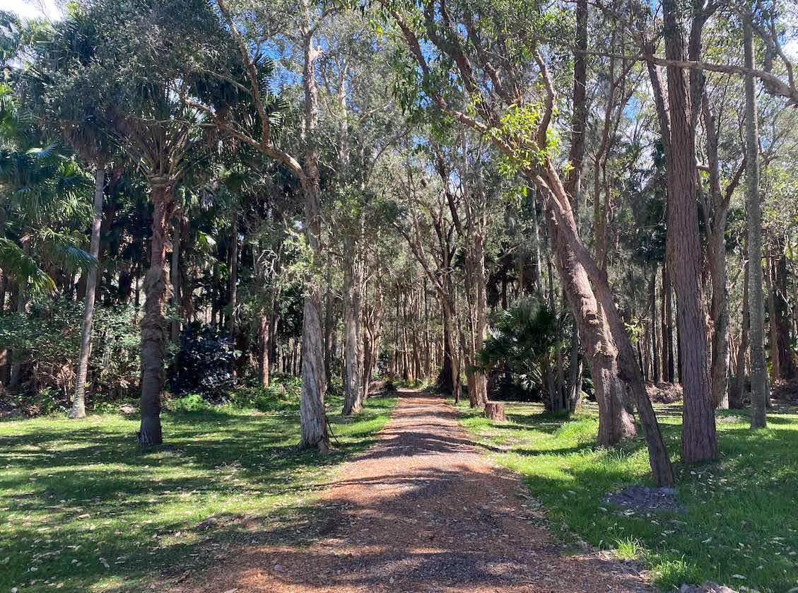 Serene dirt path winding through a lush forest flanked by tall trees and greenery, with sunlight filtering through leaves. Ideal for walking.